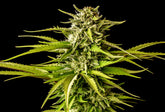 KANNABIA SEEDS -  BREAK UP CAKE